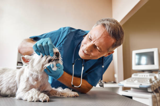 Best Emergency X-Rays and Diagnostics in Watsontown, PA